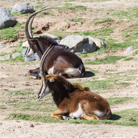 Sable Antelope Hesc