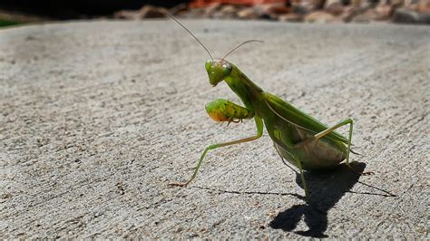 Mantis A Pregnant Mantis Visiting My Back Porch—captured U Flickr