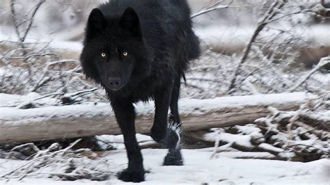 Black wolf wallpapers we have about (314) wallpapers in (1/11) pages. Black Wolf Wallpapers - Wallpaper Cave