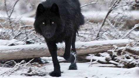 No more than four posts in a 24 hour period. Black Wolf Wallpapers - Wallpaper Cave