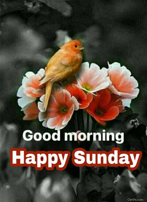 Hoping you have an adorable sunday, where flowers bloom and birds chirp wherever your feet may tread. Top 55 Good Morning Happy Sunday Images Hd Pictures For ...