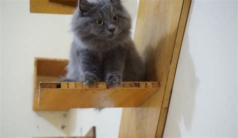 Mata biru dan warna umumnya yang putih membuat kucing. kucing: Kucing Persia Warna Abu Abu Putih