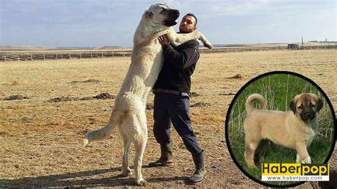 Als Klebrig Abend büyük kangal resmi Änderungen von Slowenien Buße