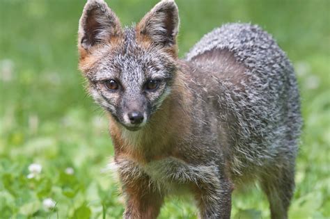 Maryland Biodiversity Project Gray Fox Urocyon Cinereoargenteus