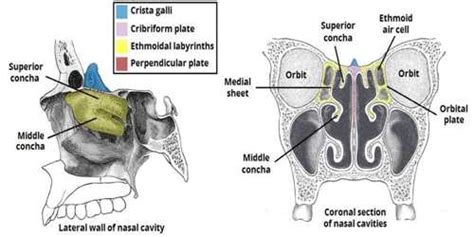 Introduction to ethmoid bone anatomy: Ethmoid Bone - Msrblog