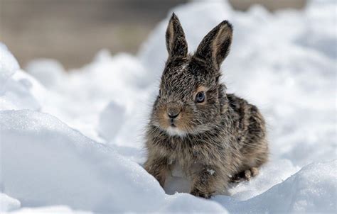 snow rabbit wallpapers top free snow rabbit backgrounds wallpaperaccess