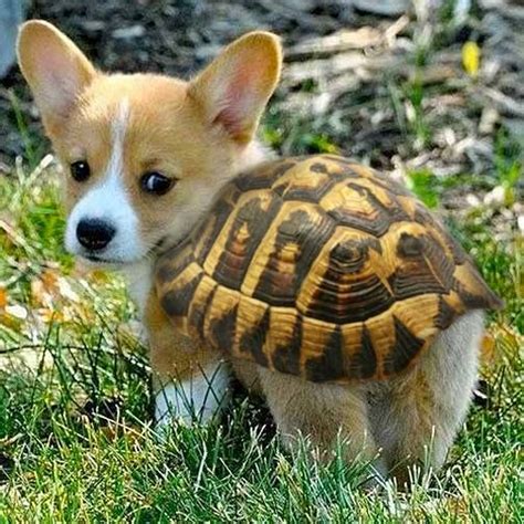 Pick Cute Turtle Pup Of The Day Pet Accessories Its