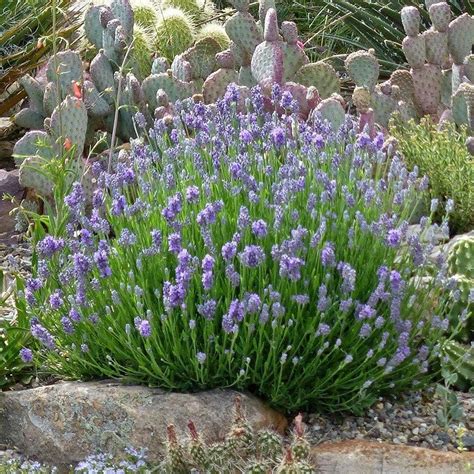 Wee One Dwarf English Lavender In 2020 High Country Gardens Lavender
