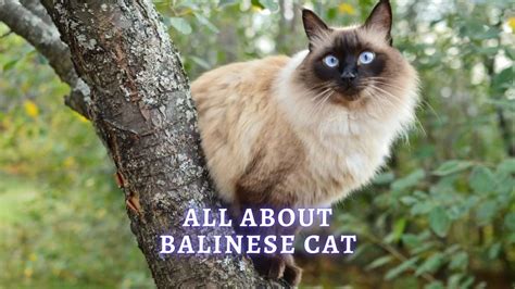 Balinese Cat Breed All You Need To Know About Balinese Cats