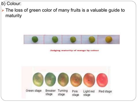 Maturity Indices Of Fruits And Vegetables