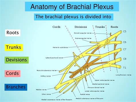 Brachial Plexus Block Anatomy