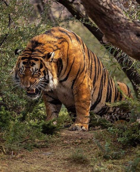 Nature Dark Side On Twitter In 2021 Bengal Tiger Animals Beautiful