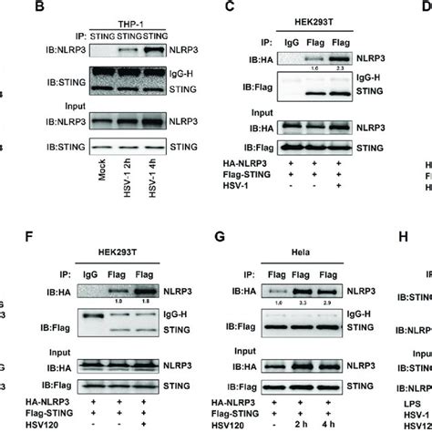 Sting Interacts With Nlrp3 To Facilitate The Inflammasome Activation