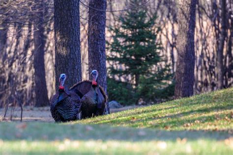 Merriam Wild Turkey Stock Photos Pictures And Royalty Free Images Istock