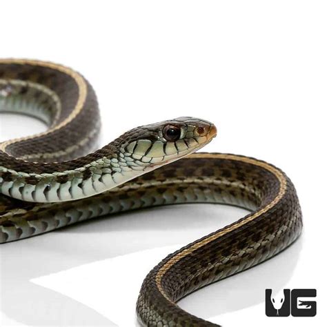 Florida Blue Garter Snakes Thamnophis Sirtalis Similis For Sale