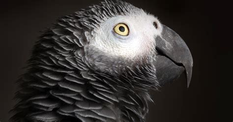 Just answer the questions as truthfully as possible and when you have finished, press continue to get your result c: What Animal Am I? - Quiz - Quizony.com