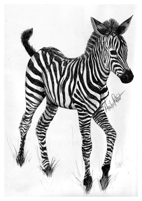 Baby Zebra By Robertamelie On Deviantart