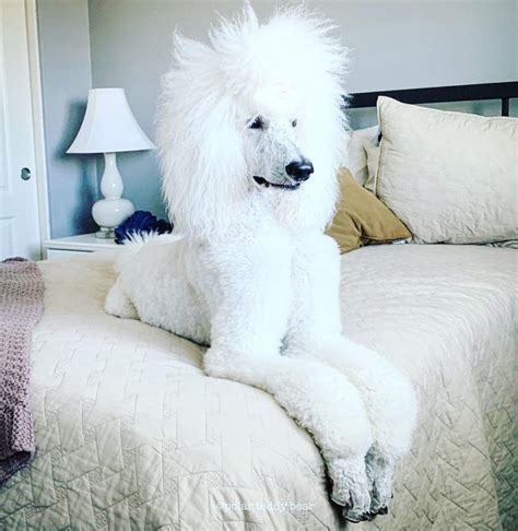 15 Funny Haircuts For Poodles That Will Make Your Day Happy Page 3 Of