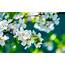 Nature White Flowers Depth Of Field Wallpapers HD / Desktop 