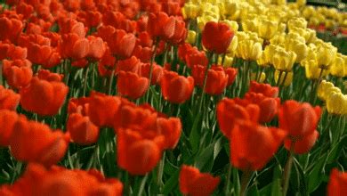Flowers are the most excellent creation of god. GIFs de flores. Hermosos ramos de flores, brotes en flor