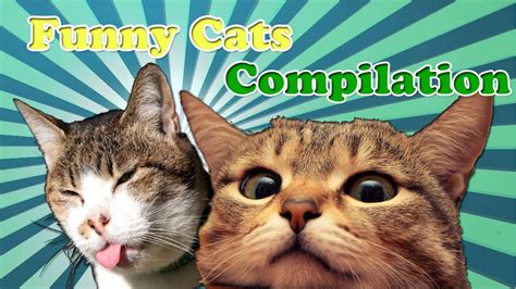 Best Funny Cats Compilation Youtube