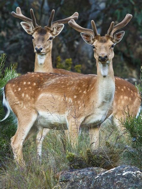 Feral Deer Should Be Treated As Pests Not A Protected Species The