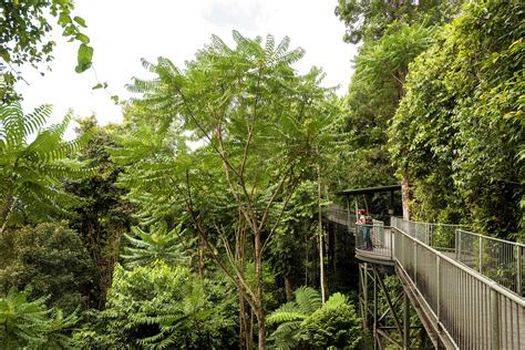 10 Facts About the Wet Tropics Rainforest | Tropical North QLD