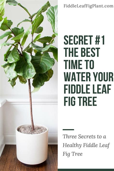 Three Simple Secrets To A Healthy Fiddle Leaf Fig Tree In 2020 Indoor