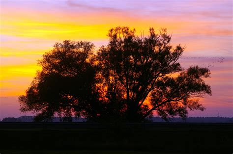 Free Images Landscape Tree Nature Horizon Silhouette Sunrise