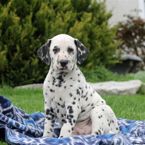 Use petfinder to find adoptable pets in your area. Dalmatian Puppies For Sale | Georgia Dome Drive, Atlanta ...