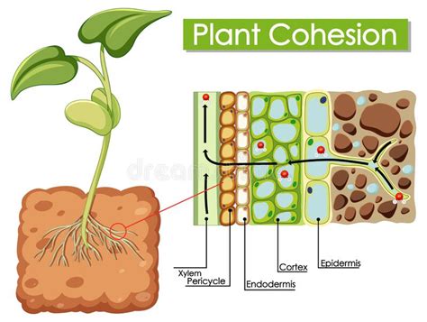 Plant Cohesion Vector Illustration Labeled Water Upward Motion