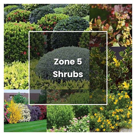 How To Grow Zone 5 Shrubs Plant Care And Tips Norwichgardener