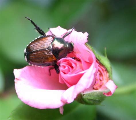 Japanese Beetle Plants Resistant To Them Walter Reeves The Georgia
