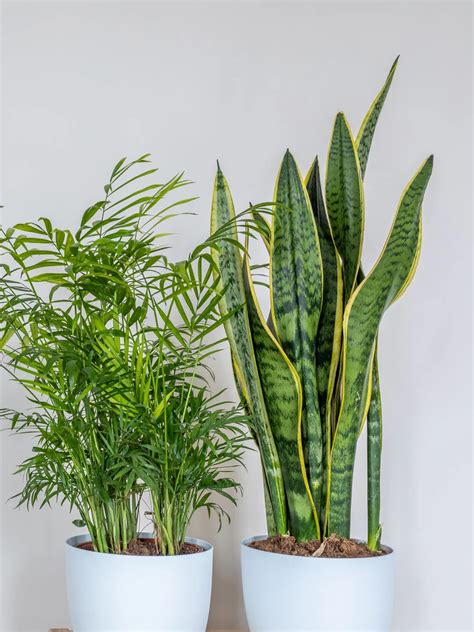 On the other hand, make use of a nice potting medium for house plants. Snake Plant in 2020 | Snake plant, Plants, Evergreen plants
