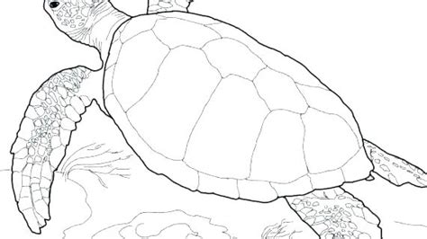 Easy Sea Turtle Shell Pattern