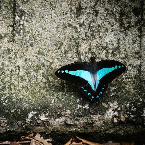 Unlocking The Magic Of Butterfly Symbolism And Spirituality