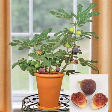 10 Indoor Fruit Trees You Can Grow At Home Year Round Bob Vila