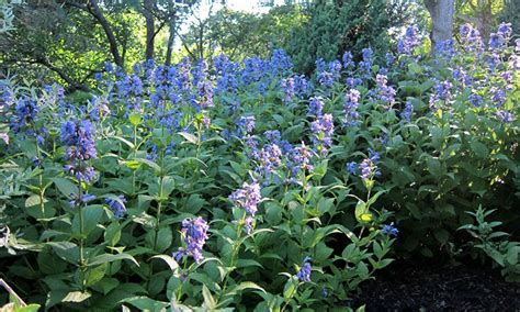 It is a not as tight and compact as catmint, but the foliage has a nice color and texture and the flowers. Catmint: Grow and Care for Nepeta | Epic Gardening