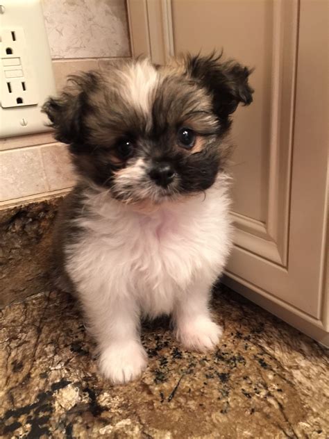 Shih Tzu Pomeranian Mix Puppies For Sale Pets Lovers