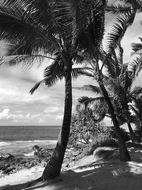 Black And White Tropics Photograph By Jon Paul Giancola