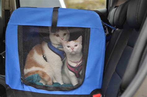 How To Travel With A Cat In The Car — Catexplorer