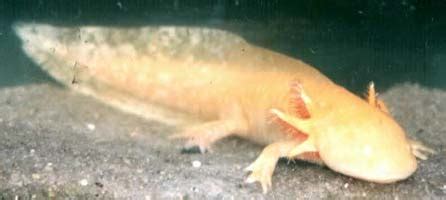 Check spelling or type a new query. メキシコサラマンダー