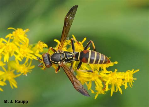 Paper Wasp Dilemma Destroy Or Defend Paper Wasps Polistes Spp