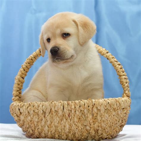 Cute Labrador Retriever Puppy Stock Photo Image Of Beautiful