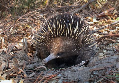 Dig this: tiny echidna moves 8 trailer-loads of soil a year, helping ...