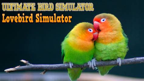 Lovebird Simulator Ultimate Bird Simulator By Gluten Free Games W