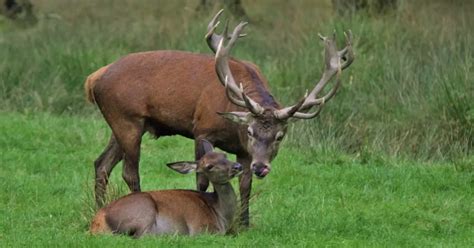 When Is Deer Mating Season When Do Deer Rut World Deer