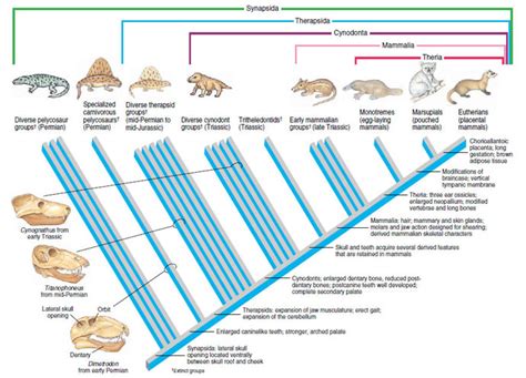 Origin And Evolution Of Mammals Mammals The Diversity Of Animal Life