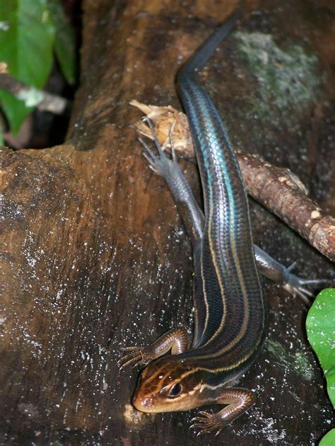 A Blue Tailed Skink Slithers In Wekiwa Springs State Park Photo By
