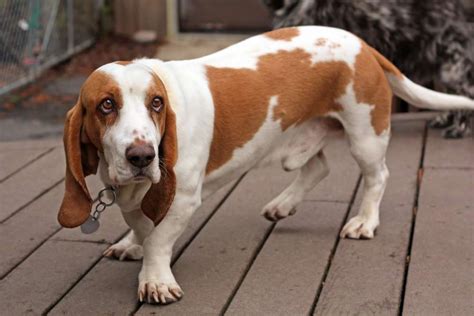 Can Basset Hounds Be Left Alone The Surprising Answer Beagle Care